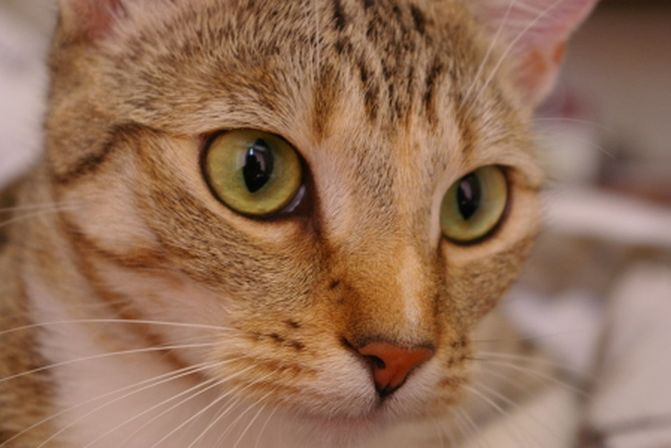 A close portrait of a cat with detailed fur and bright green eyes.