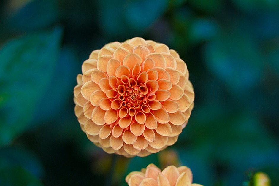 A detailed peach-coloured flower in bloom against a soft green background.